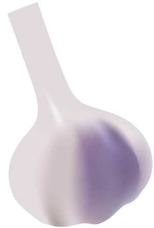 vector garlic