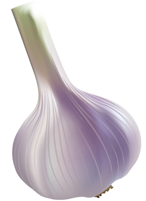 vector garlic