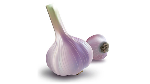 vector-garlic