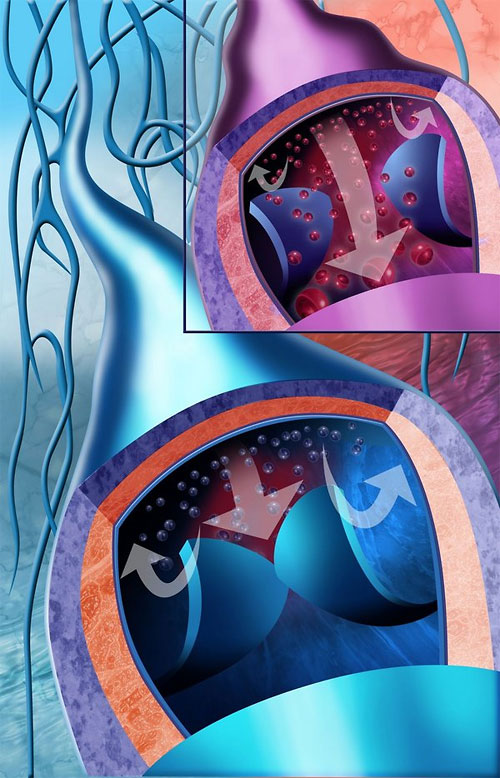 medical illustrations 2